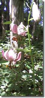 Martagon Lily