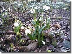 Spring Snowflake field