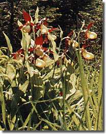 Group of orchids