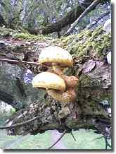 Tree mushroom