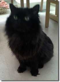 Black Persian cat